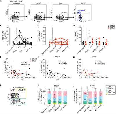 Coordinated expansion of memory T follicular helper and B cells mediates spontaneous clearance of HCV reinfection